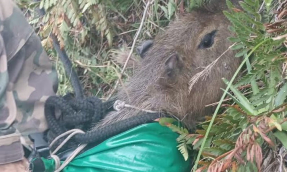 Capivara presa em penhasco de 50 metros é resgatada em SC
