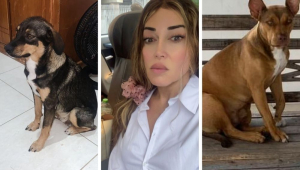 Mulher Abacaxi oferece R$ 5 mil em recompensa para quem ajudar a encontrar cachorras desaparecidas
