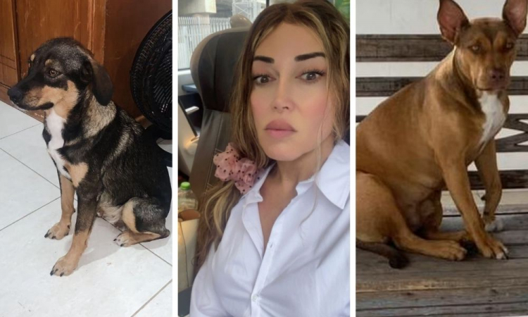 mulher abacaxi e cachorros