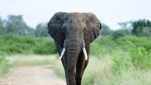 Elefante