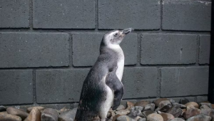 Pinguins