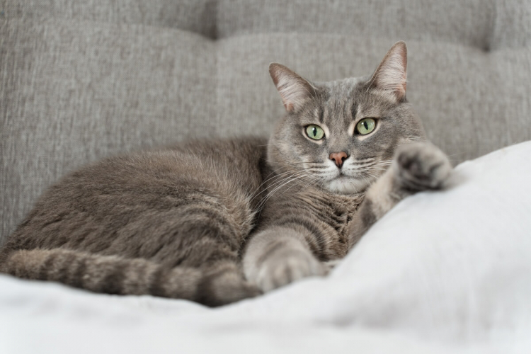 10 nomes para gatos tranquilos