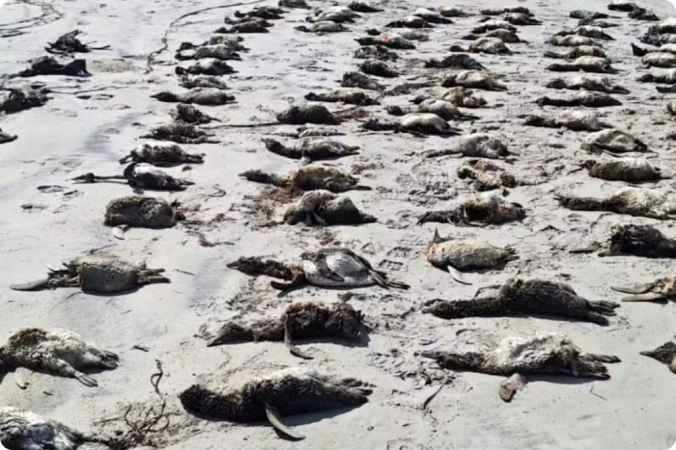 Pinguins mortos