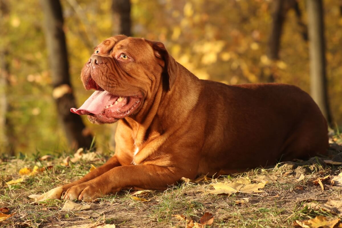 O dogue de bordeaux tem uma história marcada por coragem, lealdade e resistência 