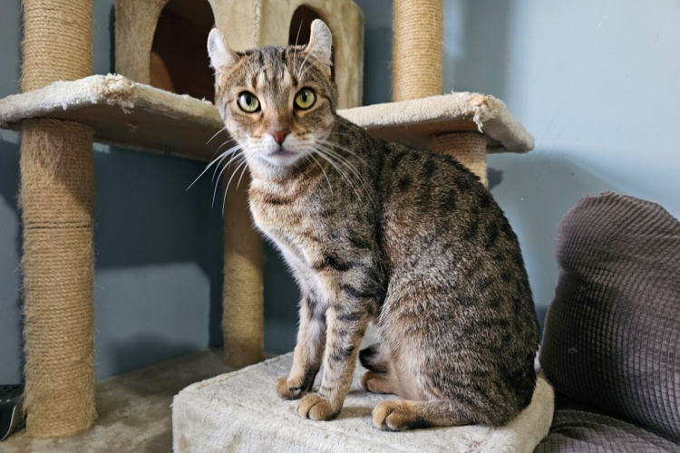 4 características do gato da raça highlander