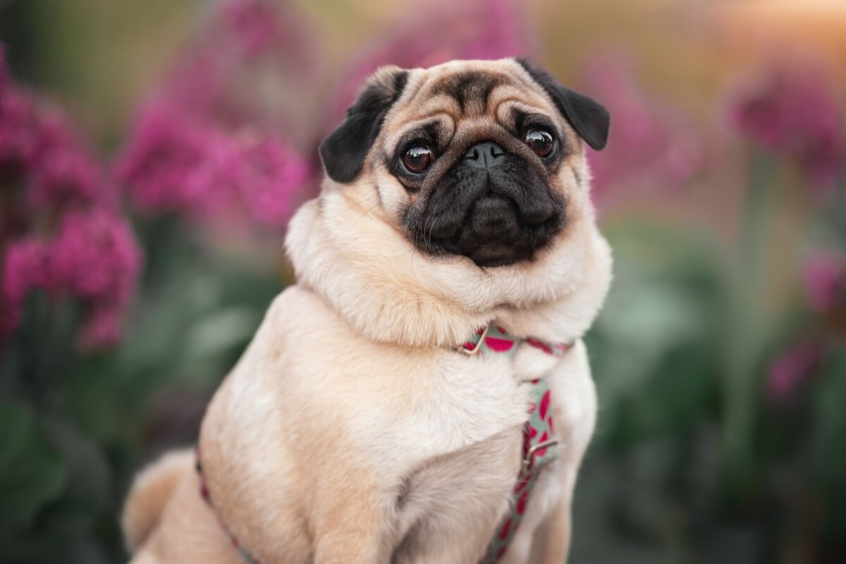 Cachorros braquicefálicos precisam de cuidados específicos no dia a dia 