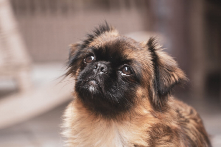 9 raças de cachorro com o focinho curto
