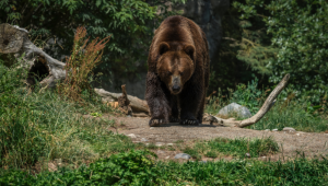 Urso ataca mulher no Japão