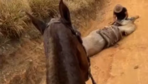 Polícia investiga mutilação de cavalo em Bananal