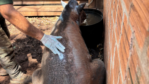 Anta Tapirus terrestris, fêmea adulta, foi resgatada na noite de sexta-feira (22), em Teodoro Sampaio, região do Pontal do Paranapanema
