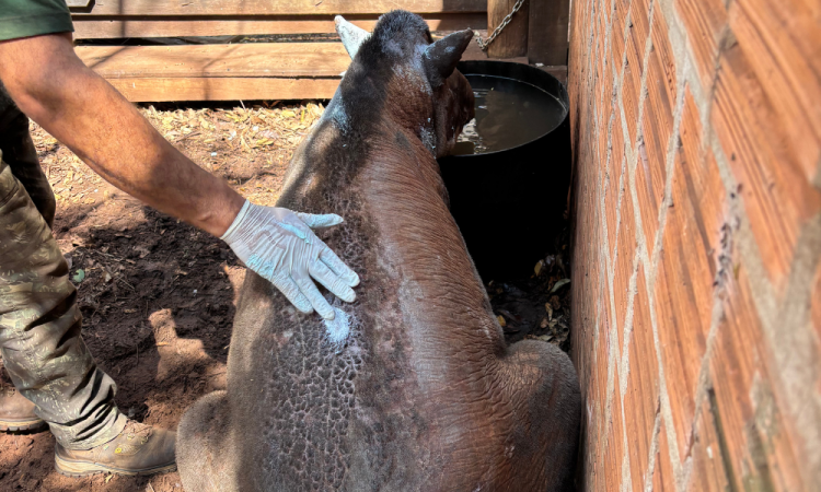 Anta Tapirus terrestris, fêmea adulta, foi resgatada na noite de sexta-feira (22), em Teodoro Sampaio, região do Pontal do Paranapanema