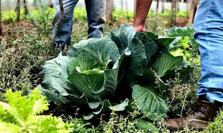 Setor de produção de alimentos saudáveis vai receber R$ 60 milhões em recursos não reembolsáveis destinados a cooperativas da agricultura familiar