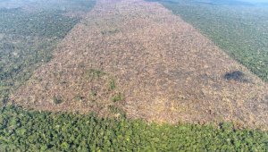 Perda de cobertura florestal no período 2001-2020 foi de cerca de 1,6 milhão de km²