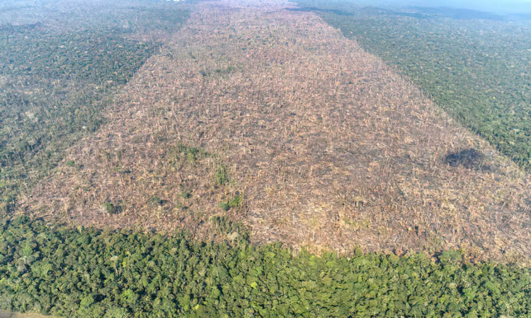 Perda de cobertura florestal no período 2001-2020 foi de cerca de 1,6 milhão de km²