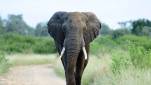 Elefante