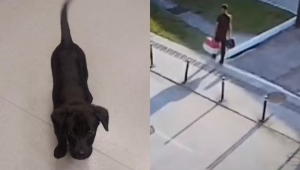 homem abandona animal no aeroporto