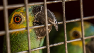ama faz a soltura de 14 araras e 19 papagaios. As aves serão reintroduzidas à natureza na Reserva ecológica Chapada Imperial. Foto: Marcelo Camargo/Agência Brasil