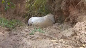 Cavalo que teve as patas cortadas em SP é enterrado após polícia coletar material para análise