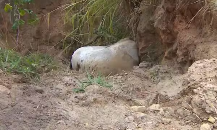 Cavalo que teve as patas cortadas é enterrado após polícia coletar material para análise