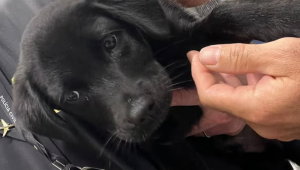 Cachorro foi abandonado no estacionamento do aeroporto de Florianópolis. Foto: Polícia Civil de Santa Catarina