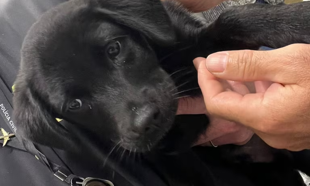 Passageiro é preso após não conseguir embarcar com cachorro e abandoná-lo em aeroporto de Florianópolis