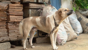 Tarcísio sanciona lei que proíbe animais acorrentados ou amarrados