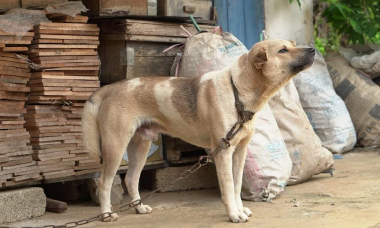 Tarcísio sanciona lei que proíbe acorrentamento de animais em São Paulo