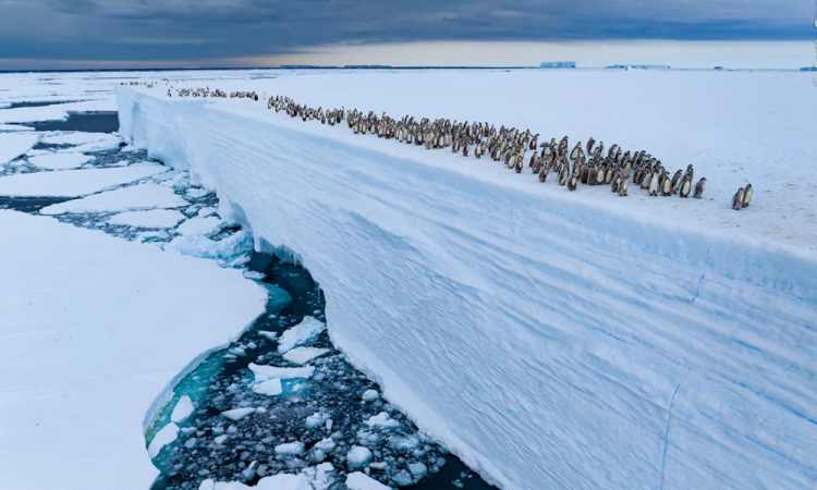 A Ice Edge Journey mostra uma colônia de pinguins-imperadores na plataforma de gelo de Ekström, na Baía de Atka, na Antártida. A foto foi tirada por Bertie Gregory, do Reino Unido, que viu a maioria dos filhotes usando rampas de gelo para entrar no mar em busca de alimento. Mas este grupo perdeu o caminho fácil para descer e deu um salto de 15 metros na água. Cientistas afirmam que o declínio do gelo marinho na Antártida pode forçar mais pinguins a se reproduzirem nas plataformas de gelo, tornando esse comportamento cada vez mais comum no futuro.
