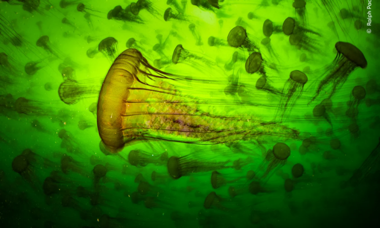 Jelly Smack Summer shows a bloom, or smack, of Pacific sea nettle jellyfish in Monterey Bay, California. To take the photo, Ralph Pace, from the US, smeared petroleum jelly on any skin not covered by his wetsuit. Despite their name, their sting is more like that of a bee than a nettle, Pace says. Highly adaptable to warming seas, jellyfish are appearing in larger numbers.