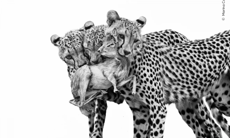 "Lições Mortais" mostra jovens chitas que capturaram um dik-dik de Günther na reserva nacional de Samburu, no Quênia. Marina Cano, da Espanha, foi altamente elogiada na categoria de comportamento dos mamíferos por sua foto dos três praticando suas habilidades de caça enquanto a mãe observava.