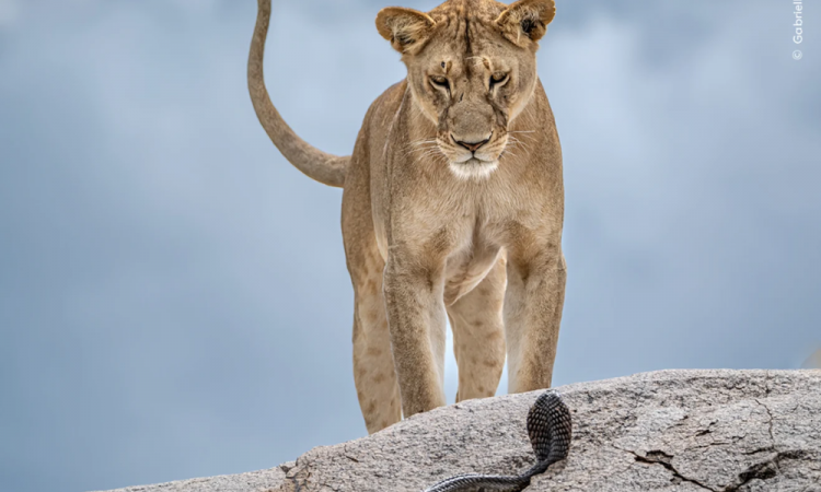 "Wake-up Call" mostra um leão e uma cobra no Parque Nacional do Serengeti, na Tanzânia. A foto foi tirada por Gabriella Comi, da Itália, depois que ela e um guia avistaram uma cobra rastejando em direção a dois leões adormecidos. Em segundos, o mais velho da dupla estava encarando o intruso venenoso. O Serengeti é famoso por sua grande população de leões, com cerca de 3.000.