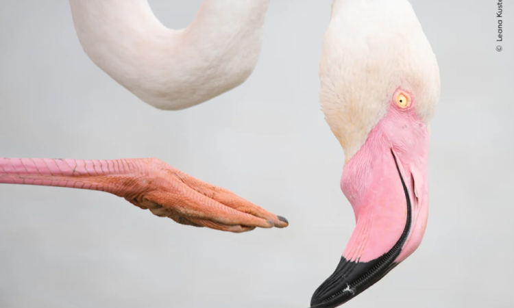 A Pose Rosa mostra um flamingo-grande coçando a cabeça nos pântanos de Camargue, no sul da França. Leana Kuster, da Suíça, foi muito elogiada na competição de 15 a 17 anos pela foto, tirada enquanto ela estava de férias, observando-os procurar moluscos e crustáceos em águas rasas e salobras.