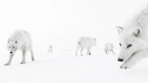 Dentro da Matilha, vemos lobos do Ártico na Ilha Ellesmere, no Canadá. Foto tirada por Amit Eshel, de Israel, em temperaturas de -35°C (-31°F), mostrando os lobos esquivos se aproximando o suficiente para que ele pudesse sentir seu hálito. Restrita aos territórios mais ao norte do Canadá e ao norte da Groenlândia, a subespécie branca do lobo cinzento demonstra curiosidade pelos humanos devido à falta de familiaridade com eles.