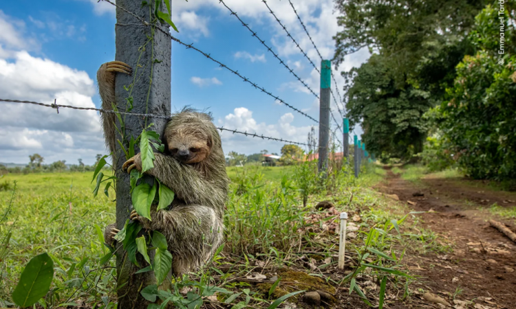 "No Place Like Home" mostra uma preguiça-de-três-dedos-de-garganta-marrom agarrada a um poste de cerca na Costa Rica, fotografada por Emmanuel Tardy, da França. À medida que seu habitat desaparece, as preguiças são forçadas a se deslocar mais pelo solo. O governo costarriquenho está agora trabalhando com organizações de conservação para estabelecer corredores de vida selvagem, incluindo pontes aéreas, que reconectem seu habitat florestal.
