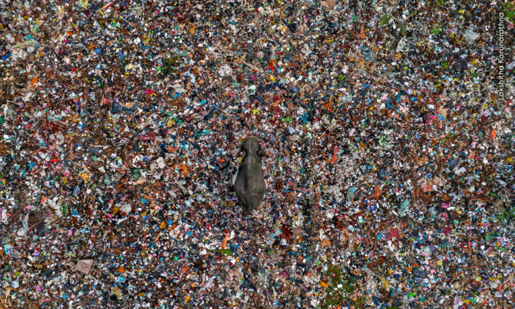 A Dica Tóxica mostra um elefante asiático solitário navegando por um depósito de lixo em Ampara, Sri Lanka. Lakshitha Karunarathna documenta conflitos entre humanos e elefantes em seu país há mais de três anos. Cerca de 20 elefantes morreram ao longo de oito anos em um dos dois lixões abertos da cidade, após consumirem embalagens de alimentos e outros resíduos plásticos enquanto se alimentavam.