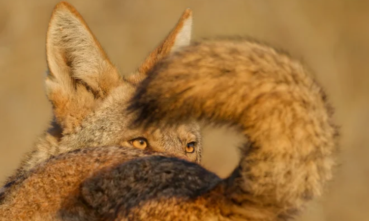 "A Tale of Two Coyotes" mostra o canídeo com aparência de lobo no Parque Bernal Heights, em São Francisco. Parham Pourahmad, dos EUA, seguiu um casal por horas para capturar esta imagem, altamente elogiada na seção de 11 a 14 anos. Cerca de 100 desses animais altamente adaptáveis vivem atualmente na cidade.