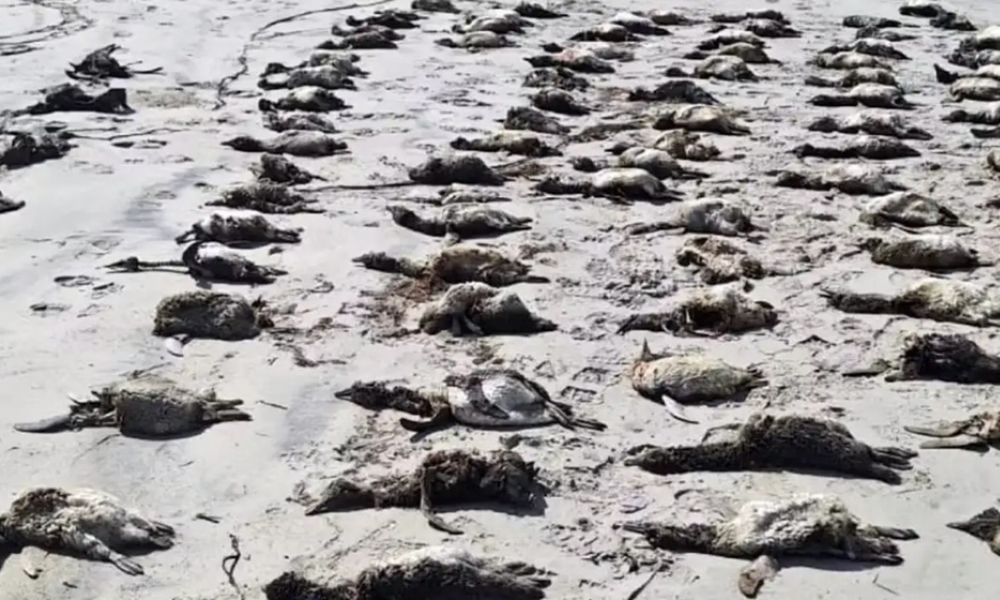 881 pinguins são encontrados em estágio avançado de decomposição no litoral de SP