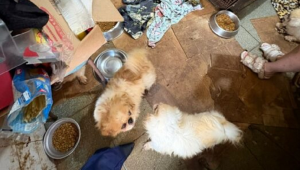 Polícia acha 125 animais em situação de maus-tratos em ONG da Grande São Paulo