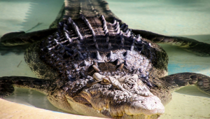 Crocodilo