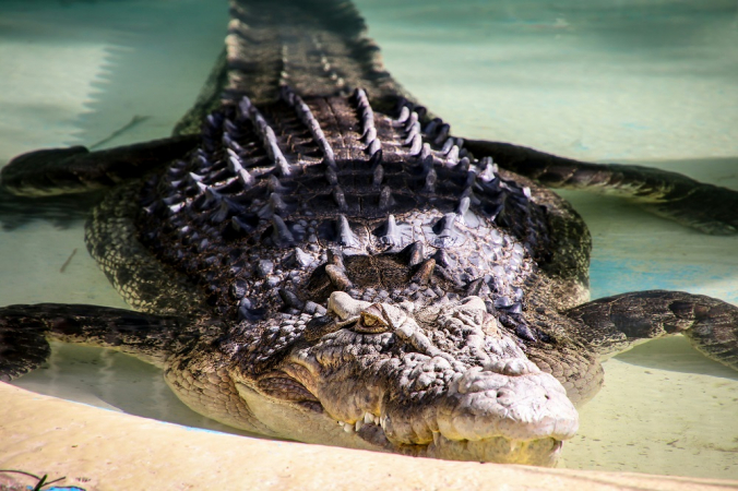 Crocodilo