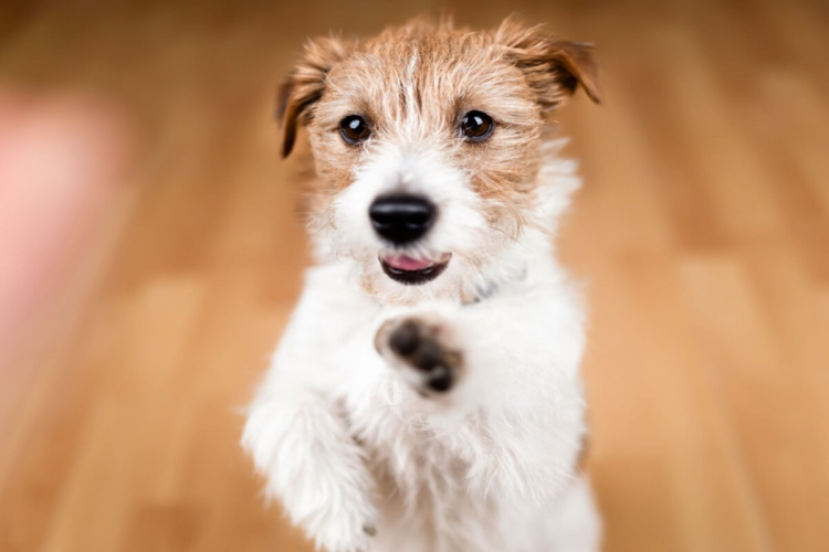 Veja cuidados a se ter com os cachorros sem raça definida