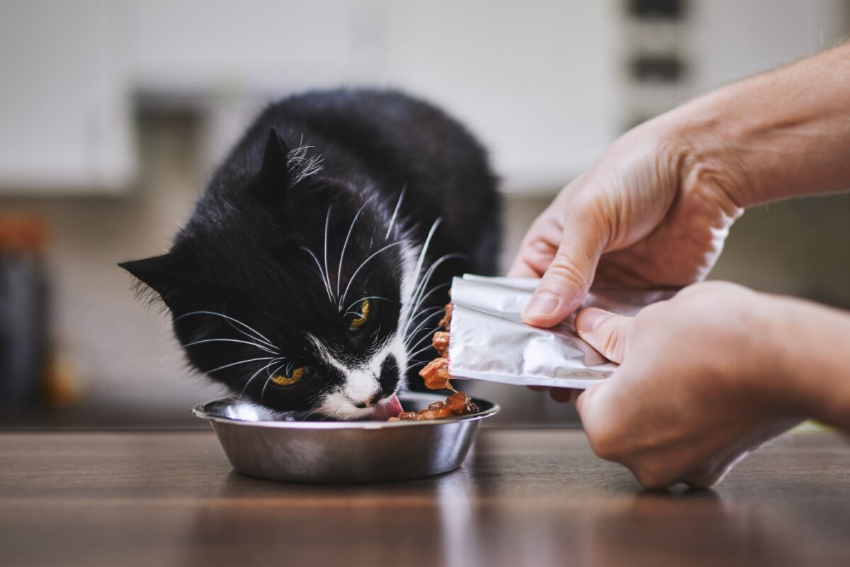 Os sachês são uma alternativa nutritiva, prática e altamente palatável para complementar ou até substituir a ração seca dos gatos 