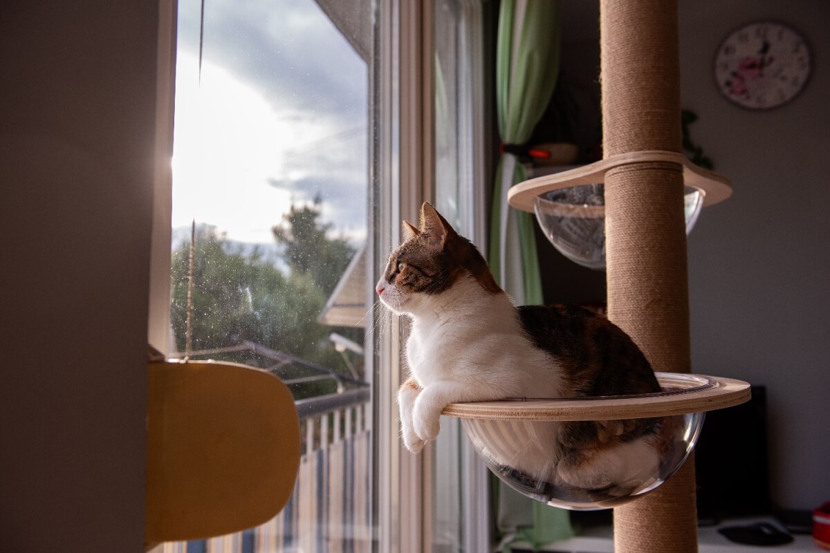 Compreender a personalidade do gato pode ajudar na melhora da convivência e na qualidade de vida do pet 