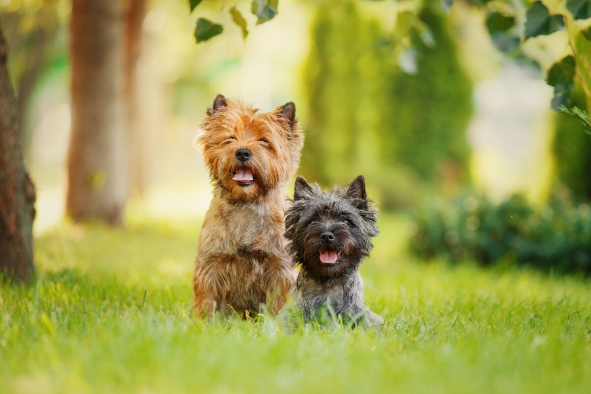 O cairn terrier é uma das raças mais antigas do grupo dos terriers 