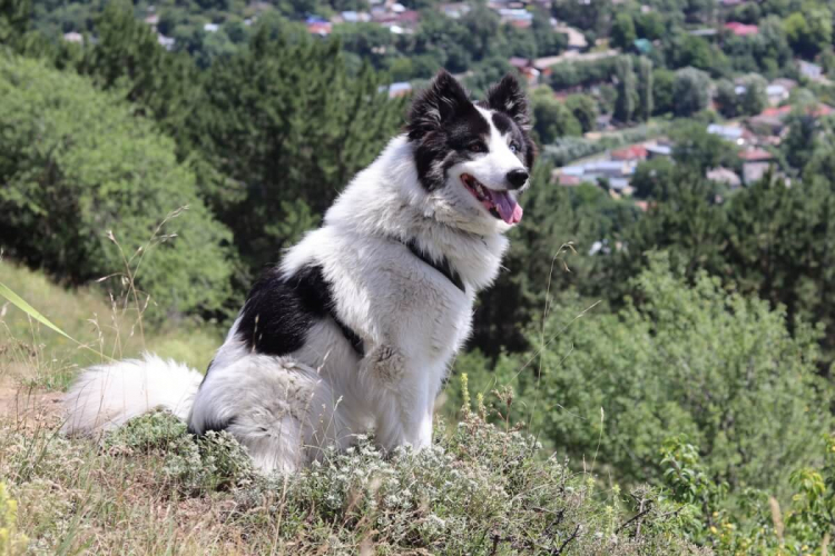 4 características do cachorro da raça yakutian laika