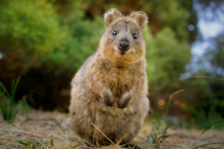 7 curiosidades interessantes sobre o quokka