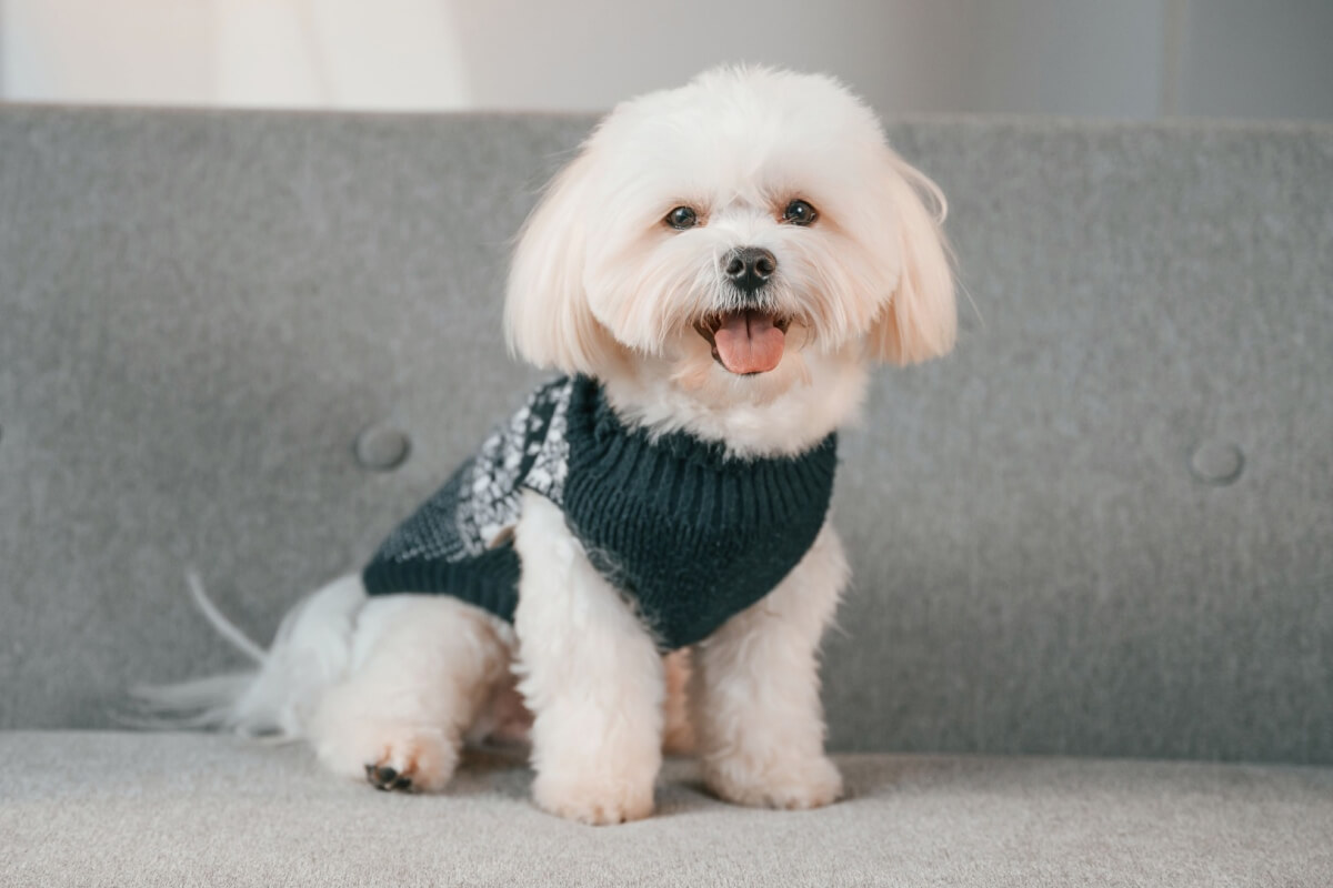 Certas raças de cachorro são conhecidas por preservar a expressão doce e a aparência de filhote, independentemente da idade 