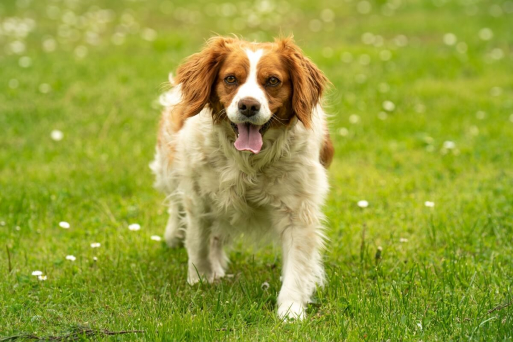 7 raças de cachorro francesas 