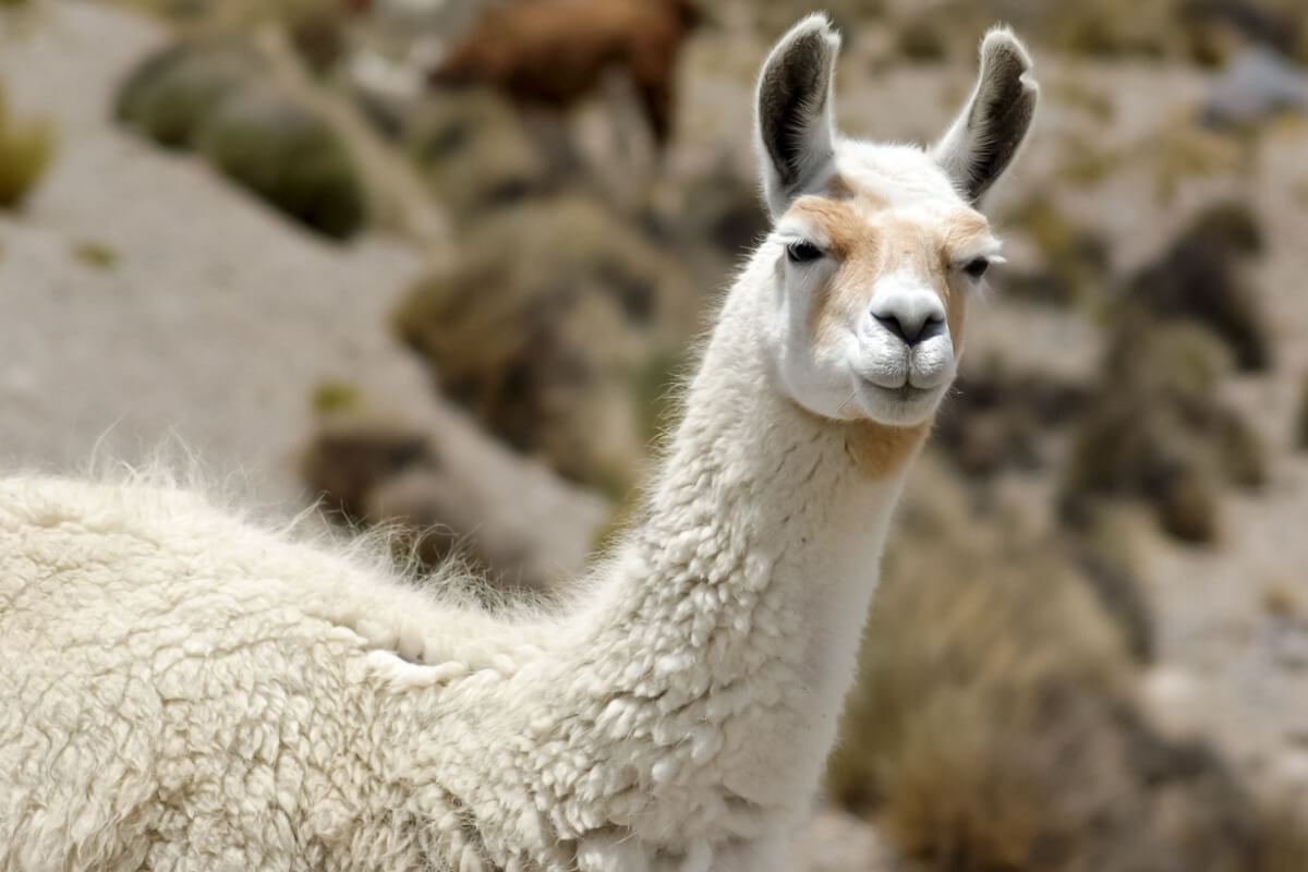 As lhamas desempenham um papel importante na vida da população dos Andes 