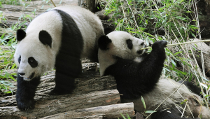 Huan Huan ("happy") and Yuan Zi ("chubby")
